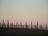 Picture relating to Holt - titled 'Grape vines in the vineyards behind Holt' Picture relating to Holt - titled 'Grape vines in the vineyards behind Holt'